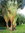 Zwerg-Baum der Reisenden Phenakospermum guyannense Pflanze 25-30cm Ravenala