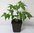 Neembaum Azadirachta indica Pflanze 15-20cm Neem Niembaum Neempflanze Rarität
