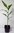 Grüner Kardamom Elettaria cardamomum Pflanze 25-30cm Malabar-Kardamom Zimt-Aroma