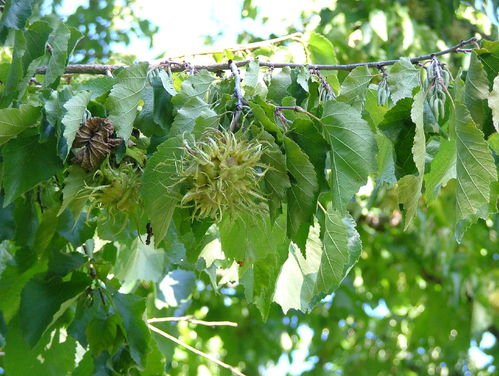 Baum-Hasel Corylus colurna Pflanze 70-80cm Türkische Hasel Haselnuss Baumhasel