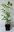 Bienenbaum Euodia hupehensis Pflanze 35-40cm Tetradium daniellii Honigesche