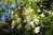 Gelbhorn Xanthoceras sorbifolium Pflanze 15-20cm Yellowhorn Goldenhorn Rarität