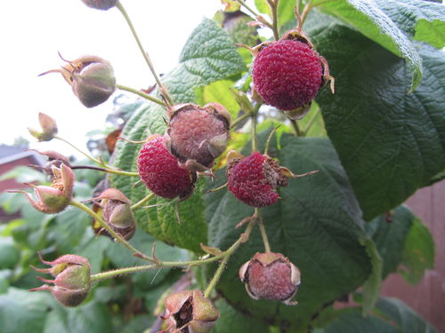 Zimt-Himbeere Rubus odoratus Pflanze 25-30cm Wohlriechende Himbeere Rarität