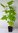 Zimt-Himbeere Rubus odoratus Pflanze 35-40cm Wohlriechende Himbeere Rarität