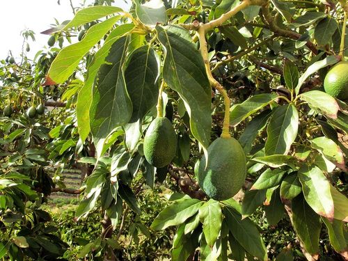 Avocado Persea americana Pflanze 35-40cm Persea gratissima Butterfrucht Rarität