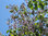Blauglockenbaum Paulownia tomentosa Pflanze 25-30cm Kaiserbaum Kaiser-Paulownie