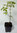 Zimt-Ahorn Acer griseum Pflanze 35-40cm Zimtahorn Ahorn Rarität