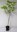Weinblatt-Ahorn Acer circinatum Pflanze 55-60cm Scharlach-Ahorn Ahorn Rarität