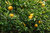 Bitterorange Poncirus trifoliata Pflanze 35-40cm Dreiblättrige Orange Rarität