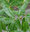Weiden-Eiche Quercus phellos Pflanze 70-80cm Weidenblättrige Eiche Rarität