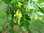 Gemeiner Erbsenstrauch Caragana arborescens Pflanze 35-40cm Erbsenstrauch