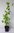 Pracht-Kuchenbaum Cercidiphyllum japonicum var. magnificum Pflanze 35-40cm