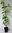 Chinesischer Blumen-Hartriegel Cornus kousa var. chinensis Pflanze 25-30cm