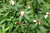 Kostwurz Costus speciosus Pflanze 5-10cm Kreppingwer Cheilocostus speciosus