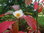 Franklinie Franklinia alatamaha Pflanze 45-50cm Franklinbaum Franklin-Tree