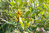 Gagelstrauch Myrica gale Pflanze 35-40cm Gagel Moor-Gagel Talgstrauch Rarität