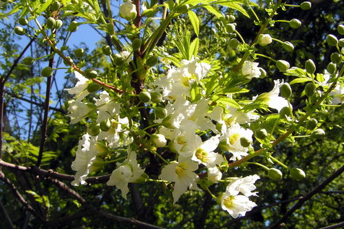 Gelbhorn Xanthoceras sorbifolium Pflanze 35-40cm Yellowhorn Goldenhorn Rarität