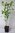 Glanzmispel Photinia villosa Pflanze 55-60cm Scharlach-Glanzblattmispel Rarität