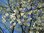 Blüten-Hartriegel Cornus florida Pflanze 45-50cm Amerikanischer Blumenhartriegel
