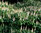 Strauch-Rosskastanie Aesculus parviflora Pflanze 35-40cm Strauch-Kastanie