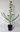 Japanische Lärche Larix kaempferi Pflanze 45-50cm Japan-Lärche Larix leptolepis