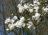 Baum-Magnolie Magnolia kobus Pflanze 70-80cm Kobushi-Magnolie Baummagnolie