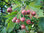 Elsbeere Sorbus torminalis Pflanze 45-50cm Ruhrbeere Ruhrbirne Atlasbaum Rarität