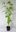 Japanischer Perlschweif Stachyurus praecox Pflanze 55-60cm Schweifähre Rarität