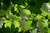 Obassia-Storaxbaum Styrax obassia Pflanze 55-60cm Großblättriger Storaxbaum