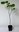 Obassia-Storaxbaum Styrax obassia Pflanze 55-60cm Großblättriger Storaxbaum