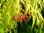 Grüner Schlitzahorn Acer palmatum Dissectum Pflanze 35-40cm Ahorn Rarität
