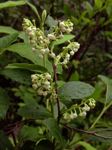 Nördliche Mannsbeere Lyonia ligustrina Pflanze 15-20cm Manns-Heidelbeere Rarität