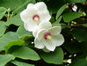 Sommer-Magnolie Magnolia sieboldii Pflanze 15-20cm Siebolds Magnolie Rarität