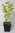 Europäische Hopfenbuche Ostrya carpinifolia Pflanze 15-20cm Gemeine Hopfenbuche
