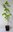 Kleeulme Ptelea trifoliata Pflanze 25-30cm Lederstrauch Hopfenstrauch Rarität