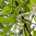 Chinesischer Flügelstorax Pterostyrax psilophyllus var leveillei Pflanze 5-10cm