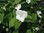 Weiße Rosenkerrie Rhodotypos scandens Pflanze 5-10cm Schneekerrie Scheinkerrie