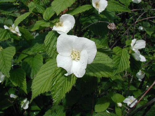 Weiße Rosenkerrie Rhodotypos scandens Pflanze 15-20cm Schneekerrie Scheinkerrie