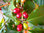 Kaffee Coffea arabica Pflanze 25-30cm echter Kaffeestrauch Arabica Kaffeebaum
