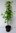 Berg-Schneeglöckchenbaum Halesia carolina var. monticola Pflanze 35-40cm Rarität