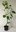 Zwerg-Felsenbirne Amelanchier ovalis 'Helvetica' Pflanze 25-30cm veredelt