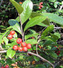 Filzige Apfelbeere Aronia arbutifolia 'Brilliant' Pflanze 15-20cm Rarität
