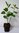Filzige Apfelbeere Aronia arbutifolia 'Brilliant' Pflanze 25-30cm Rarität