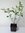 Schwarze Apfelbeere Aronia melanocarpa 'Hugin' Pflanze 25-30cm Kahle Apfelbeere