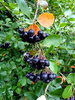 Schwarze Apfelbeere Aronia melanocarpa 'Hugin' Pflanze 15-20cm Kahle Apfelbeere