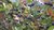 Pflaumenblättrige Apfelbeere Aronia prunifolia 'Viking' Pflanze 25-30cm Rarität