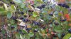 Pflaumenblättrige Apfelbeere Aronia prunifolia 'Viking' Pflanze 15-20cm Rarität