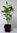 Pflaumenblättrige Apfelbeere Aronia prunifolia 'Viking' Pflanze 15-20cm Rarität