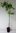 Klettertrompete Campsis radicans 'Flamenco' Pflanze 35-40cm veredelt Rarität