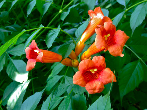 Klettertrompete Campsis radicans 'Indian Summer' Pflanze 35-40cm veredelt